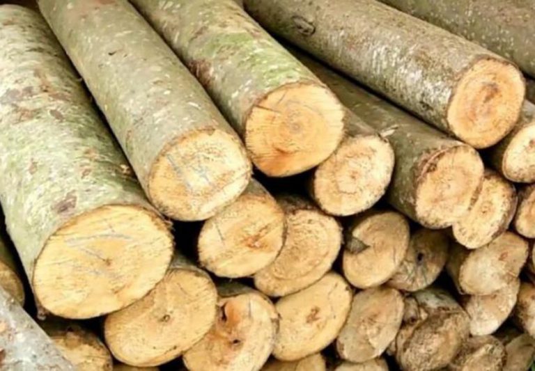 Exploring Albasia Wood: A Sustainable Solution for the Timber Industry
